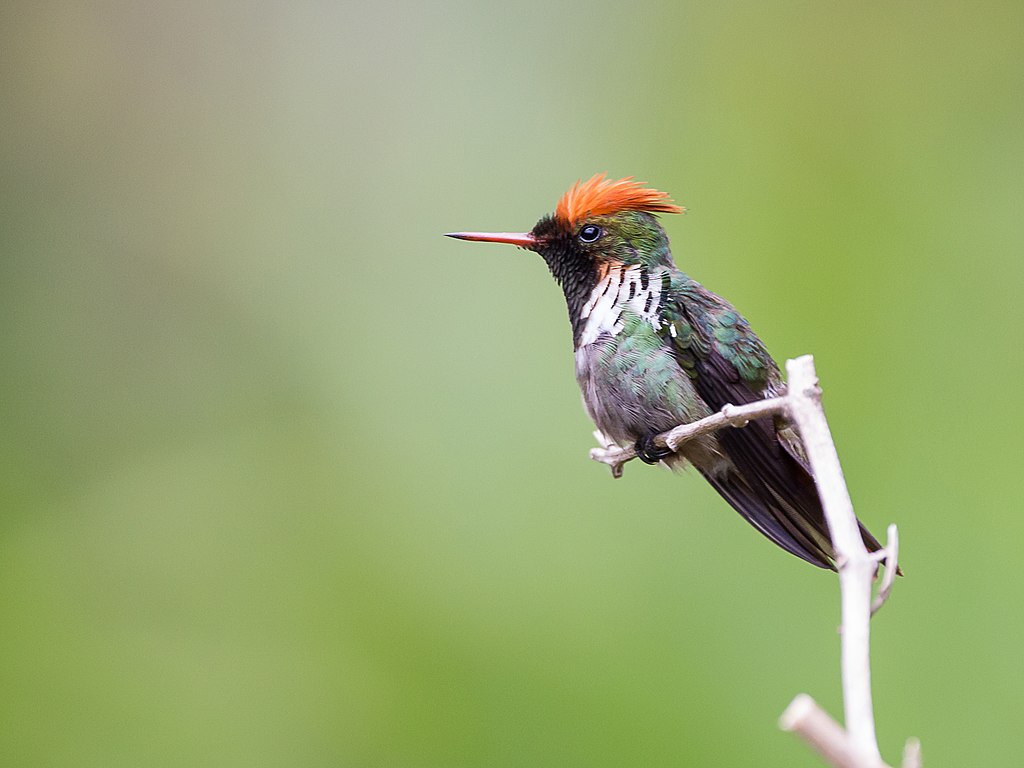 Lophornis magnificus