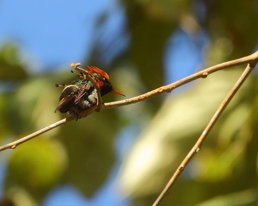 Lophornis ornatus