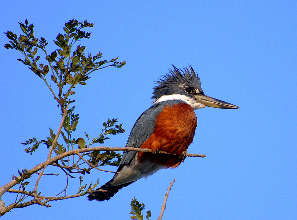 Megaceryle torquata