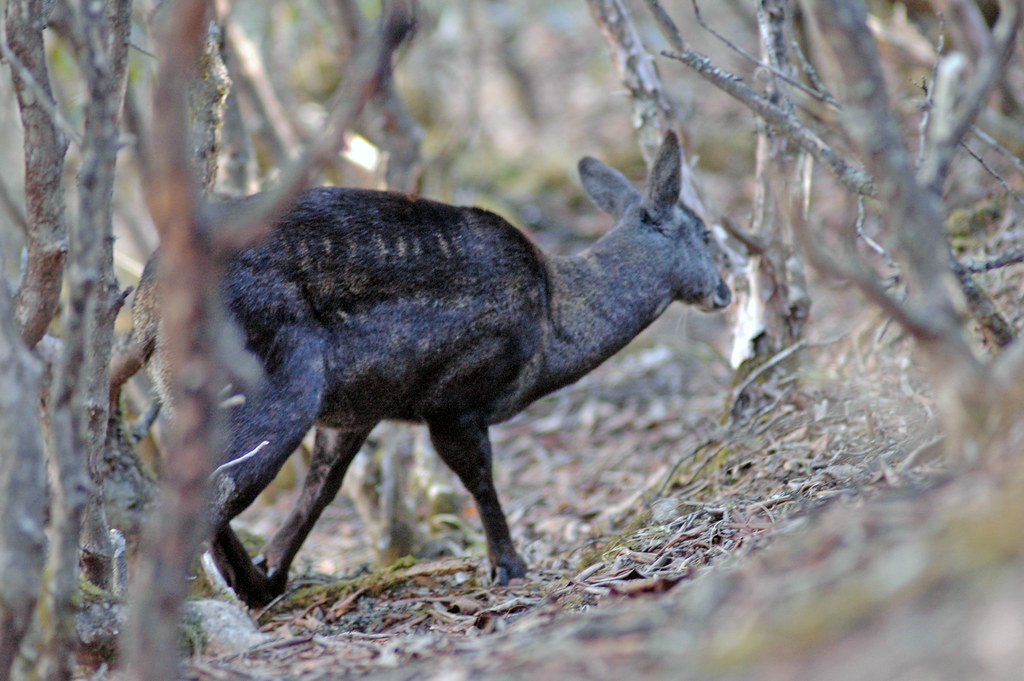 Moschus chrysogaster