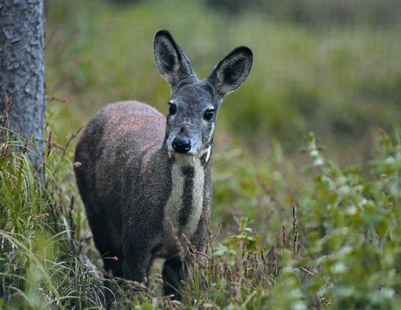 Cerbul moscat alpin (Moschus chrysogaster)