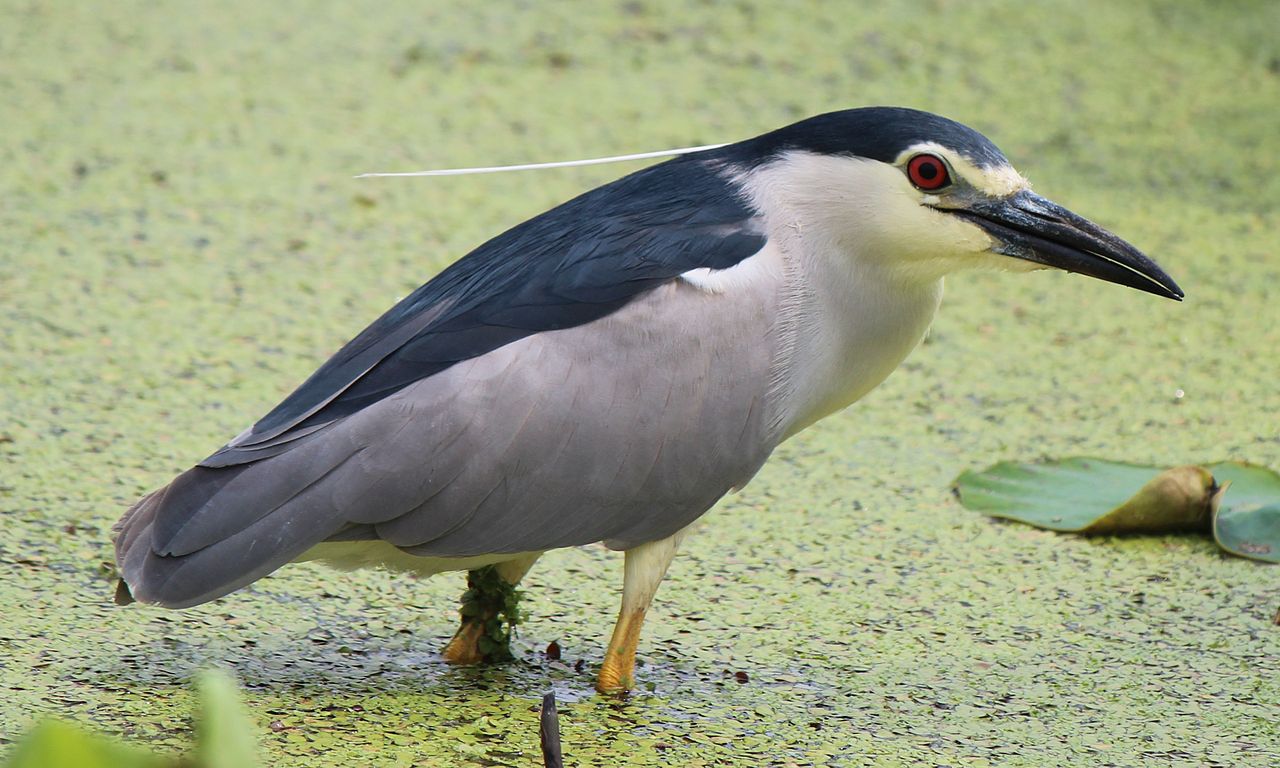 Nycticorax nycticorax