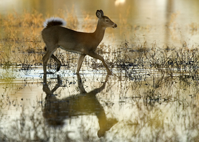 Odocoileus americanus macrourus, Fotografie realizata de Steve Hillebrand