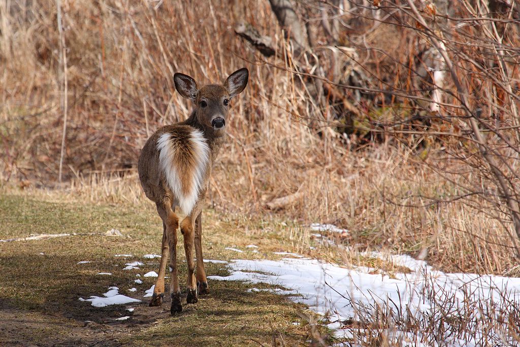 Odocoileus virginianus