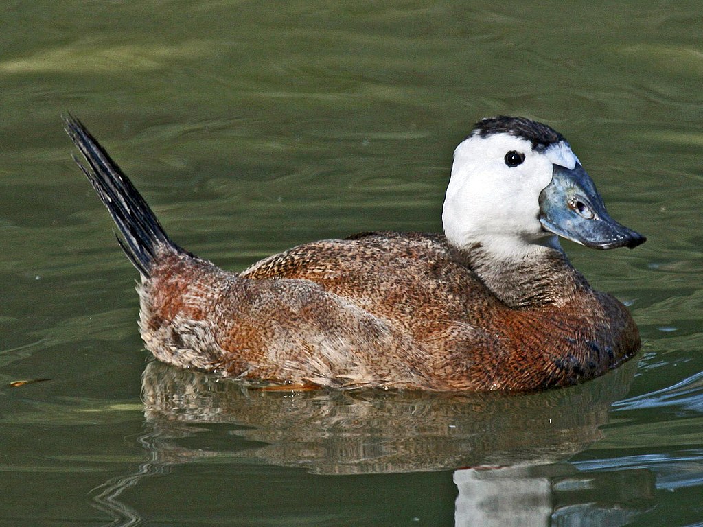 Oxyura leucocephala