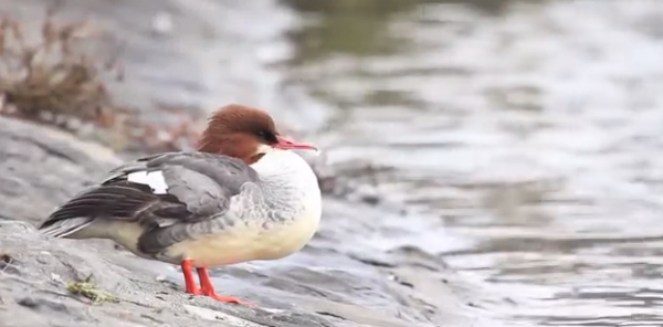 Pasare acvatica – Ferastrasul mare (Mergus merganser)