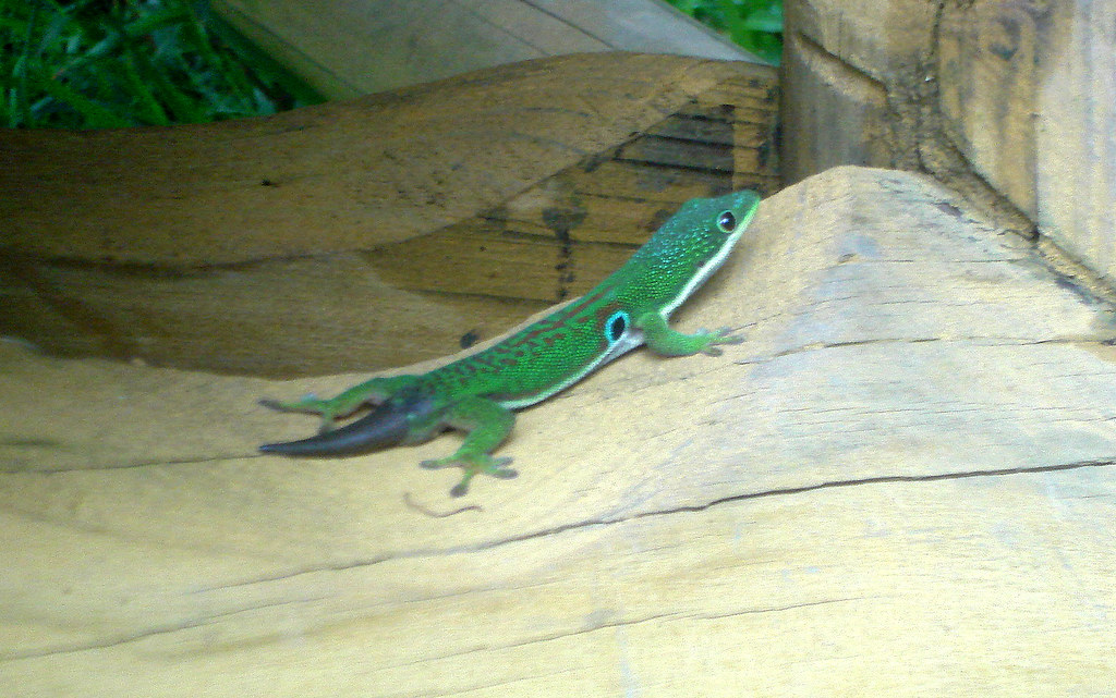 Phelsuma laticaudata