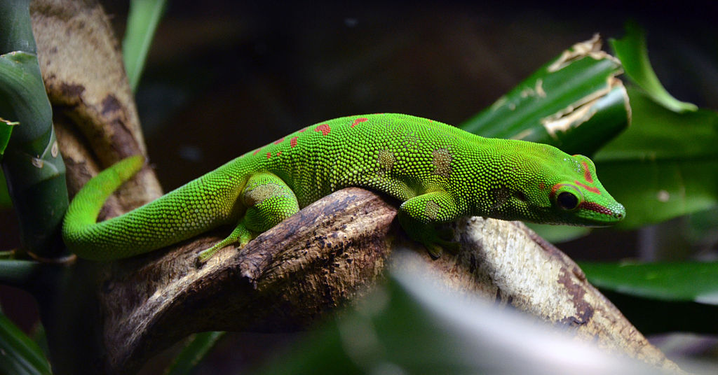 Phelsuma madagascariensis