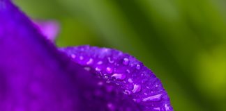 Cat de mare este o picatura de ploaie? Picatura de ploaie