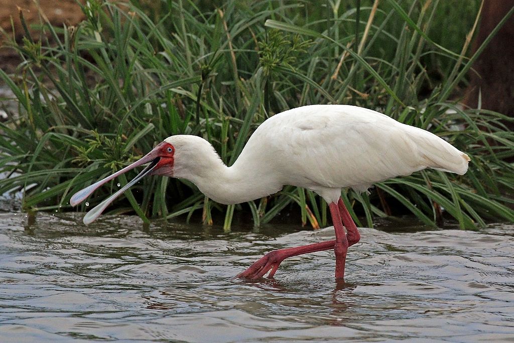 Platalea alba