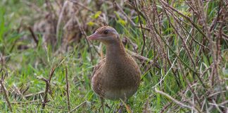 Specii deosebite de cocori și alte păsări cu picioare lungi sau asemănătoare acestora