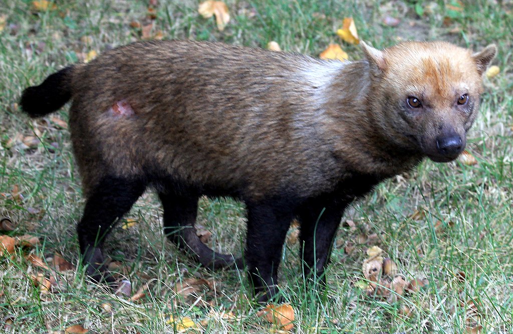 Speothus venaticus