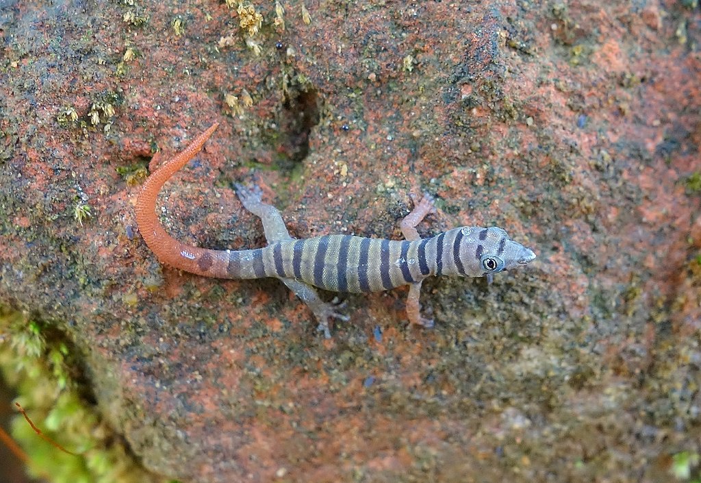 Sphaerodactylus elegans