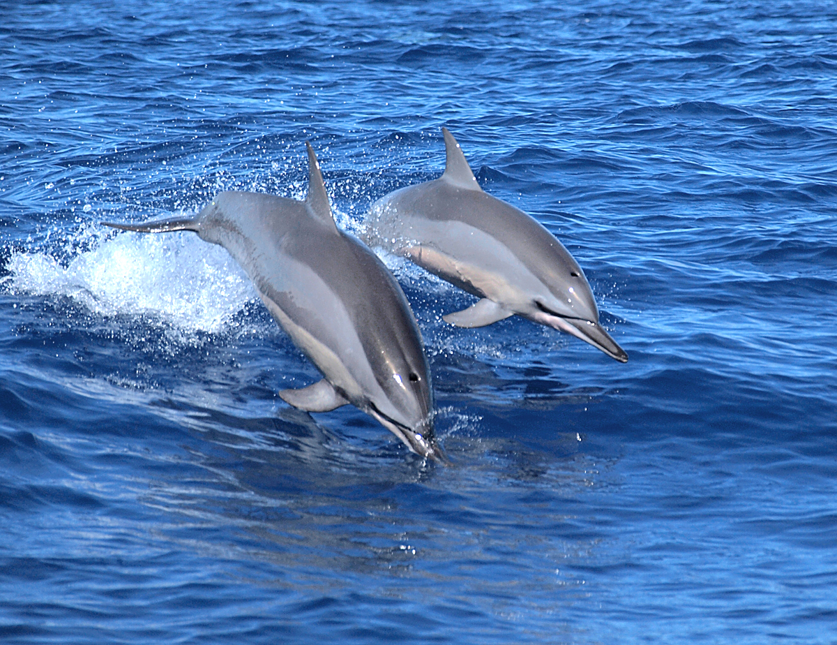 Stenella longirostris