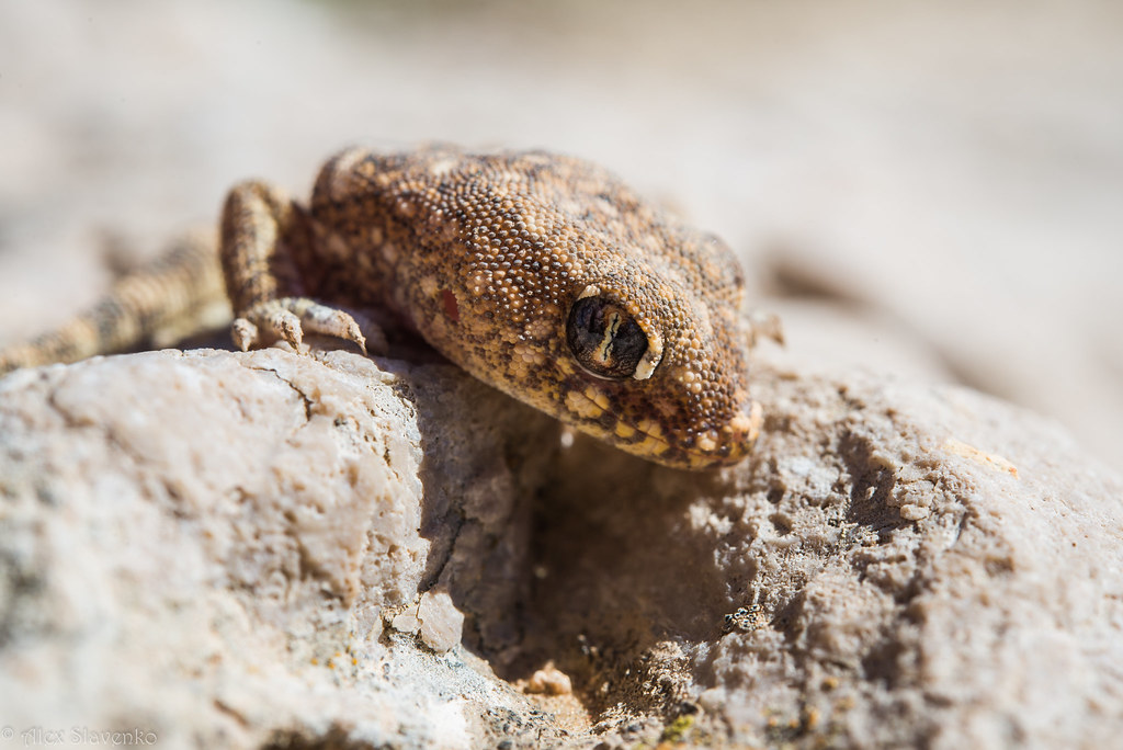 Stenodactylus sthenodactylus