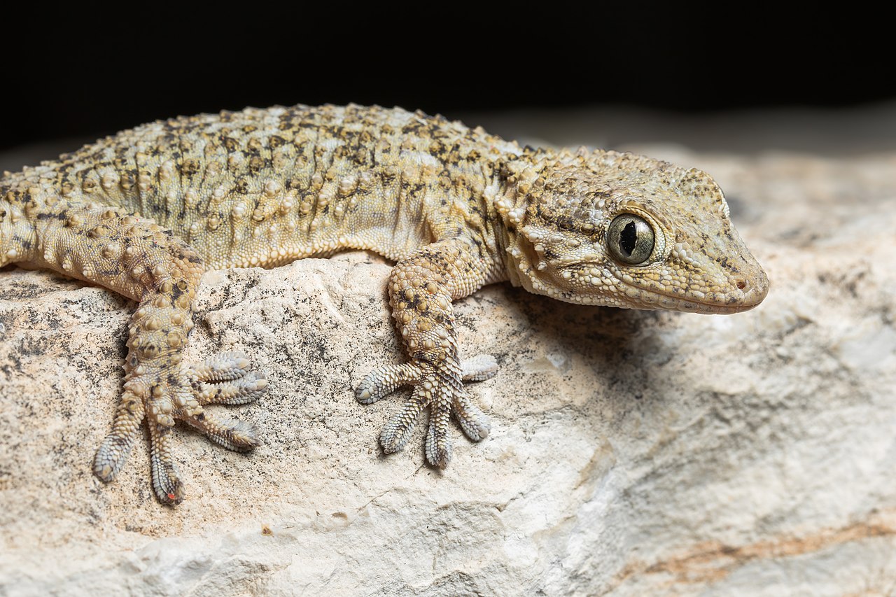 Tarentola mauretanica