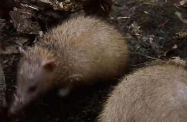 Tenrecul comun (Tenrec ecaudatus)