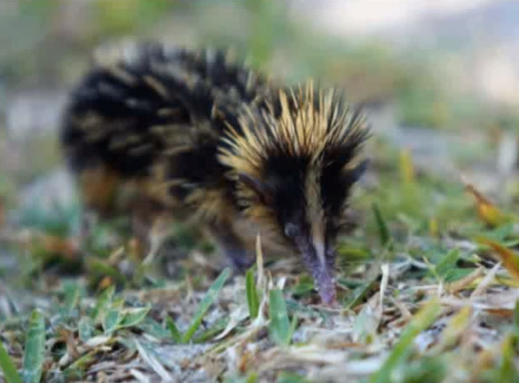 Tenrecul dungat (Hemicentetes semispinosus)