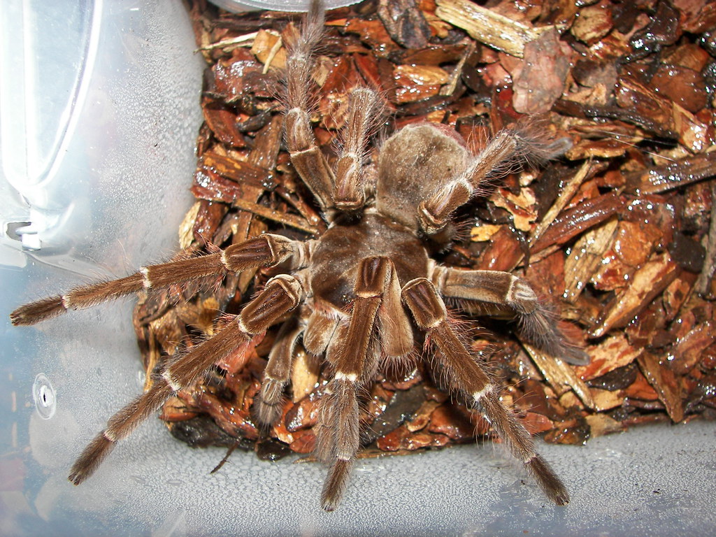 Theraphosa blondi