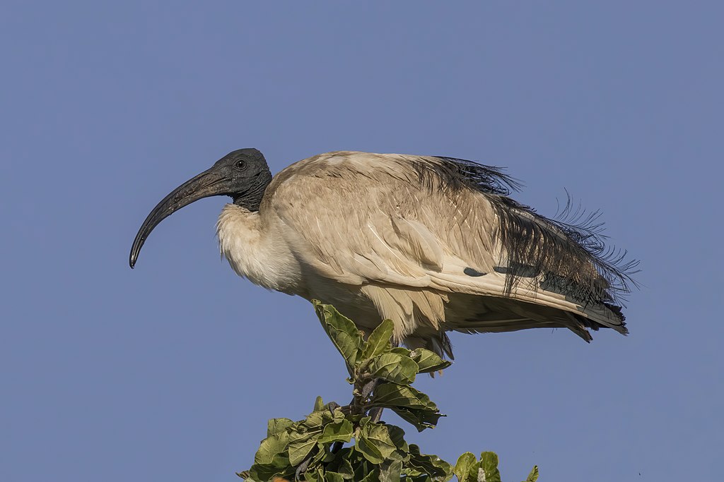 Threskiornis aethiopicus