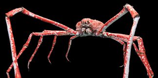 Top 10 specii de nevertebrate din întreaga lume