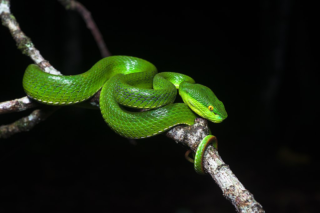 Trimeresurus albolabris