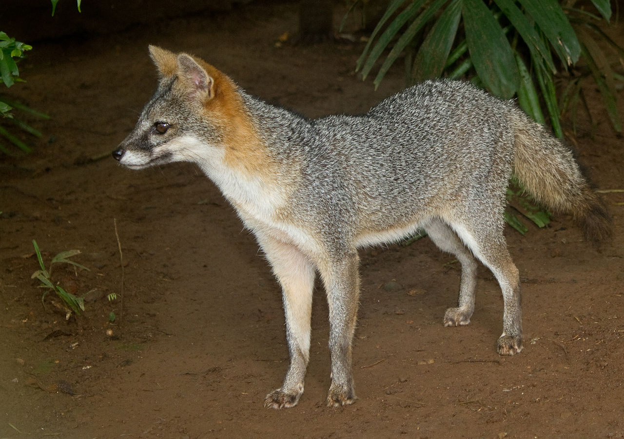 Urocyon cinereoargenteus