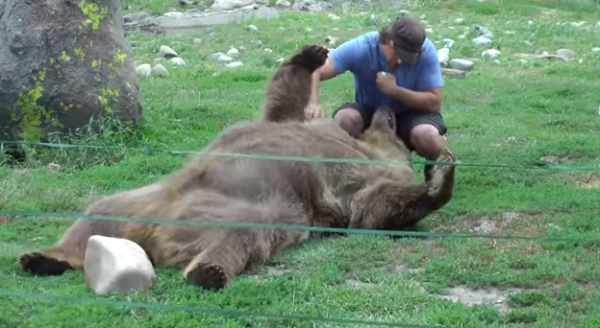 Ursul Brutus se joaca tolanit in iarba cu prietenul sau