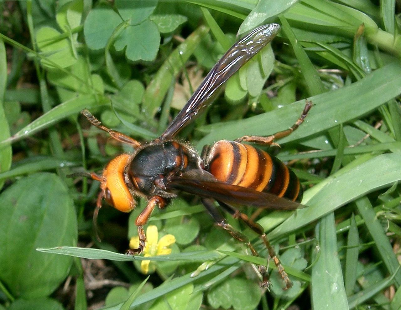 Vespa mandarinia