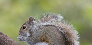 Vezi care sunt cele mai cunoscute specii de rozătoare de tipul veverițelor