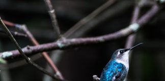 Vezi cele mai interesante specii de păsări mici care fac zboruri acrobatice