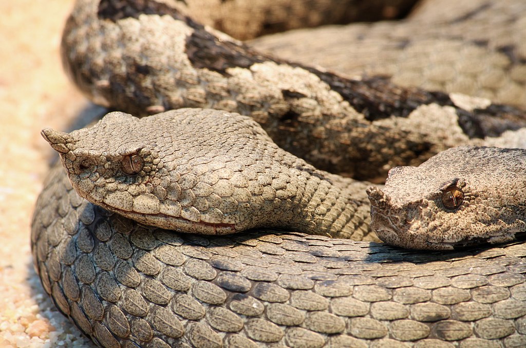 Vipera ammodytes