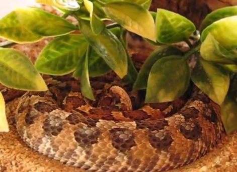 Vipera cu corn este un pradator nocturn