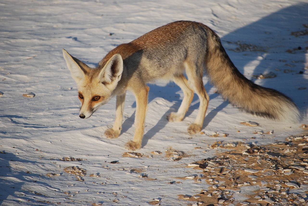 Vulpes rueppelli