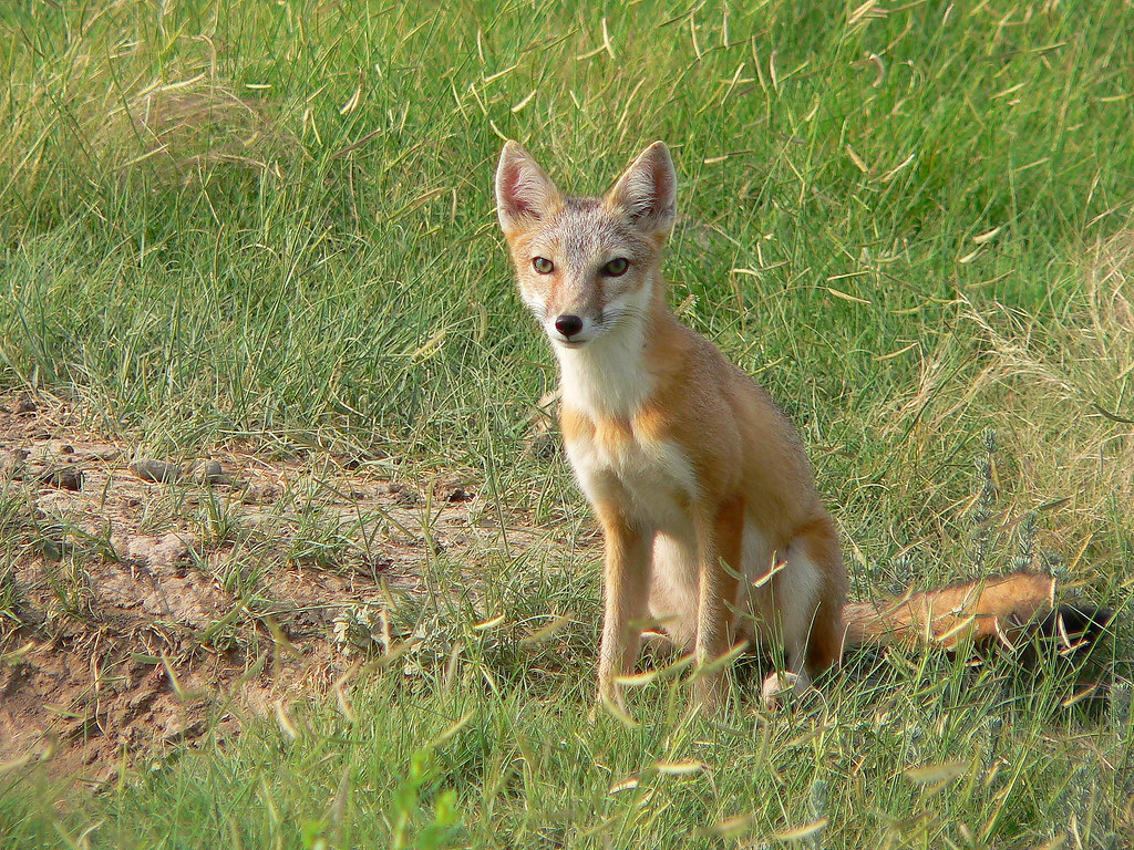 Vulpes velox