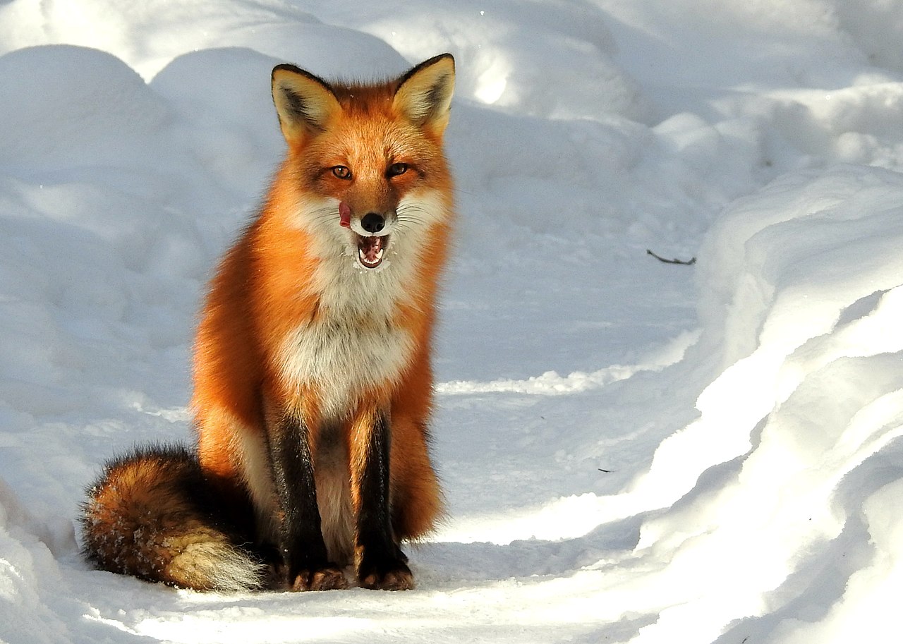 Vulpes vulpes