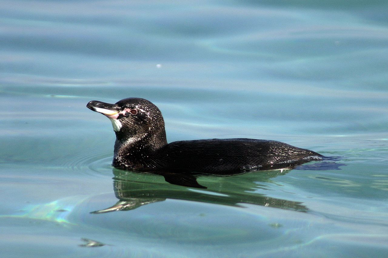 pinguinul Galapagos