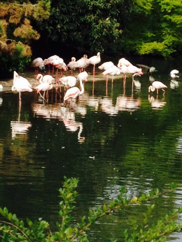 5parc