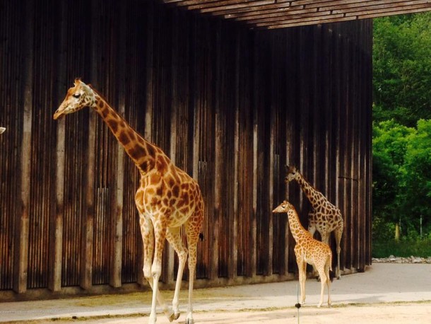 6parc