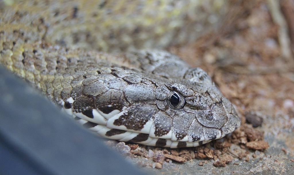 Acanthophis praelongus