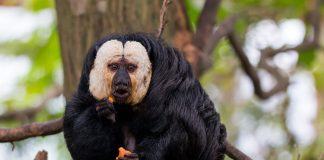 Află mai multe despre speciile de maimuțe saki și maimuțele urlătoare