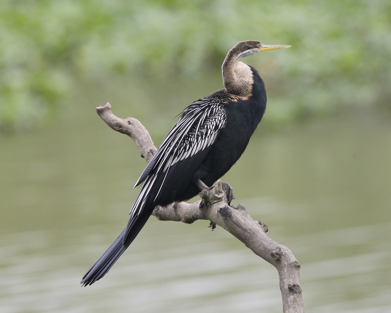 Anhinga melanogaster