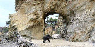 Animalele prevestesc catastrofele naturale Animalele prevestesc catastrofele naturale