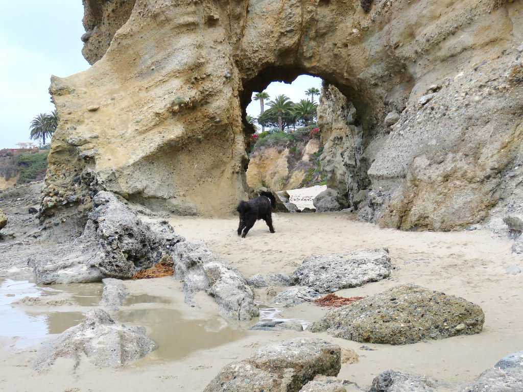 Animalele prevestesc catastrofele naturale Animalele prevestesc catastrofele naturale