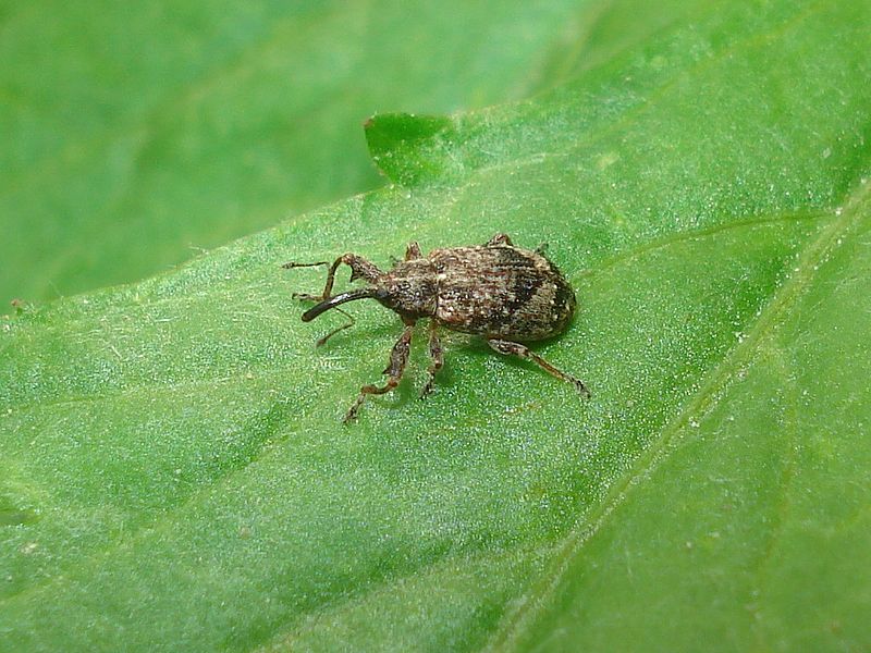 Anthonomus pomorum