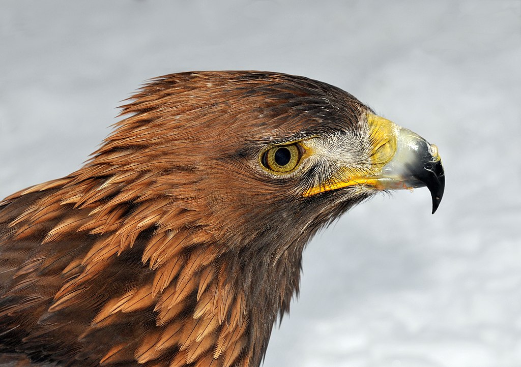 Aquila chrysaetos