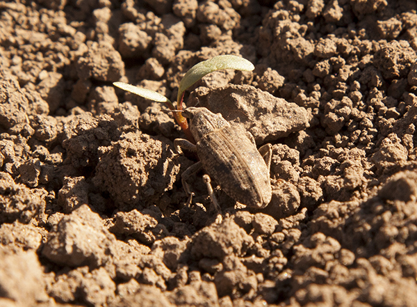 Gargarita cenusie a sfeclei - Bothynoderes punctiventris, Foto: agrosava.com