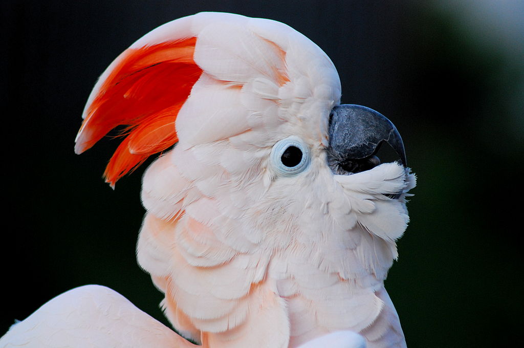 Cacatua moluccensis