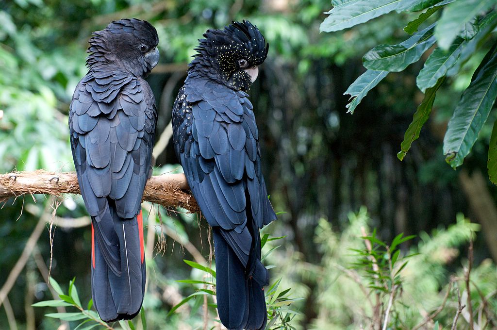 Calyptorhynchus banksi