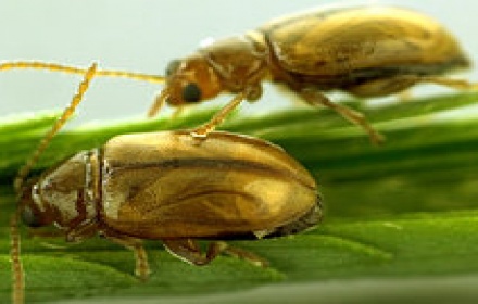 Gargarita galicola a verzei, Ceuthorrhynchus pleurostigma, Foto: agrosiembra.com